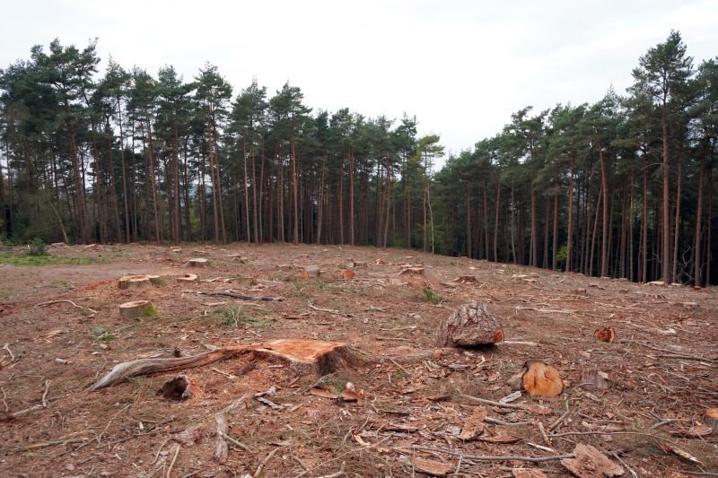 Brush and Stump Removal
