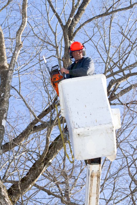 Maple Tree Removal in Doylestown, PA