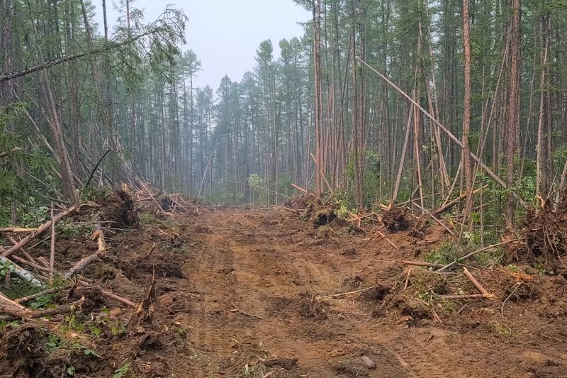 Thicket Clearing in Atlanta, GA